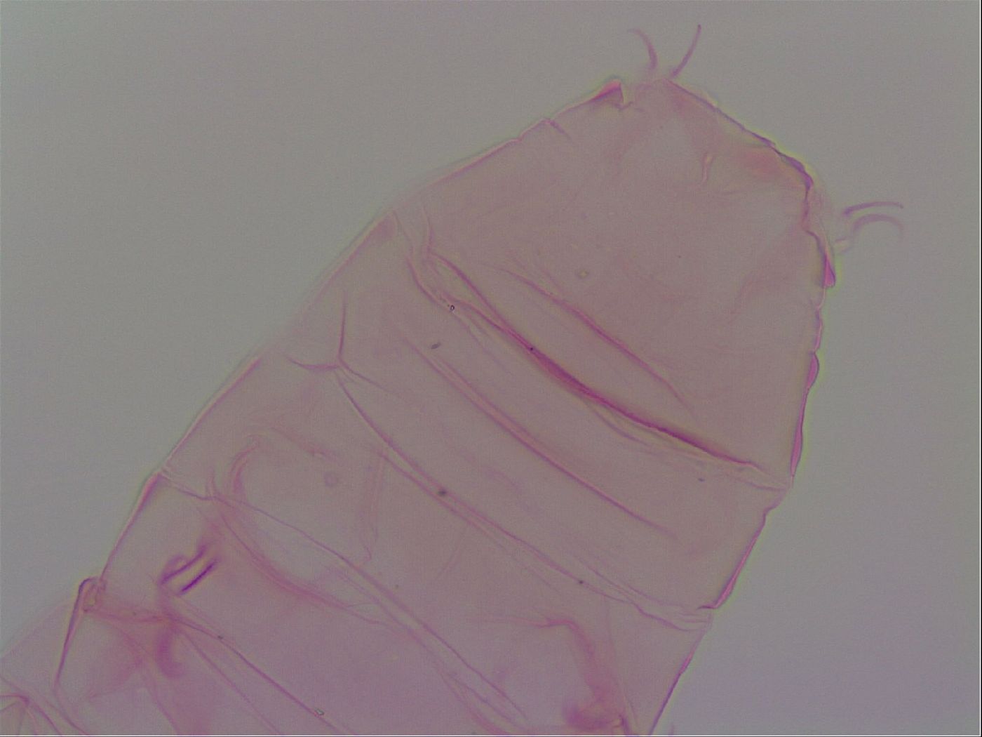 Haplomacrobiotus hermosillensis image