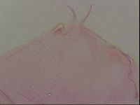 Image of Haplomacrobiotus hermosillensis