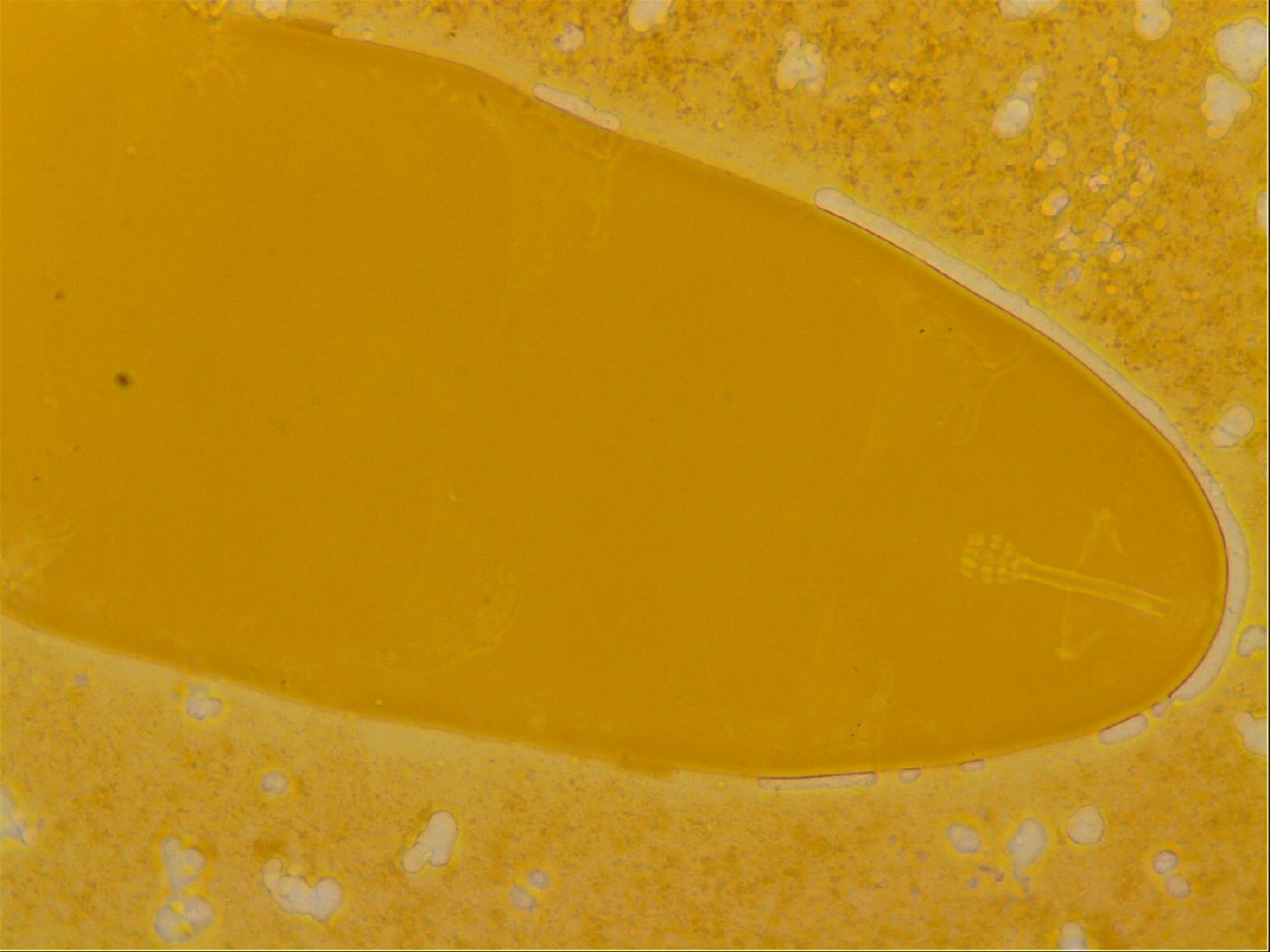 Haplomacrobiotus hermosillensis image