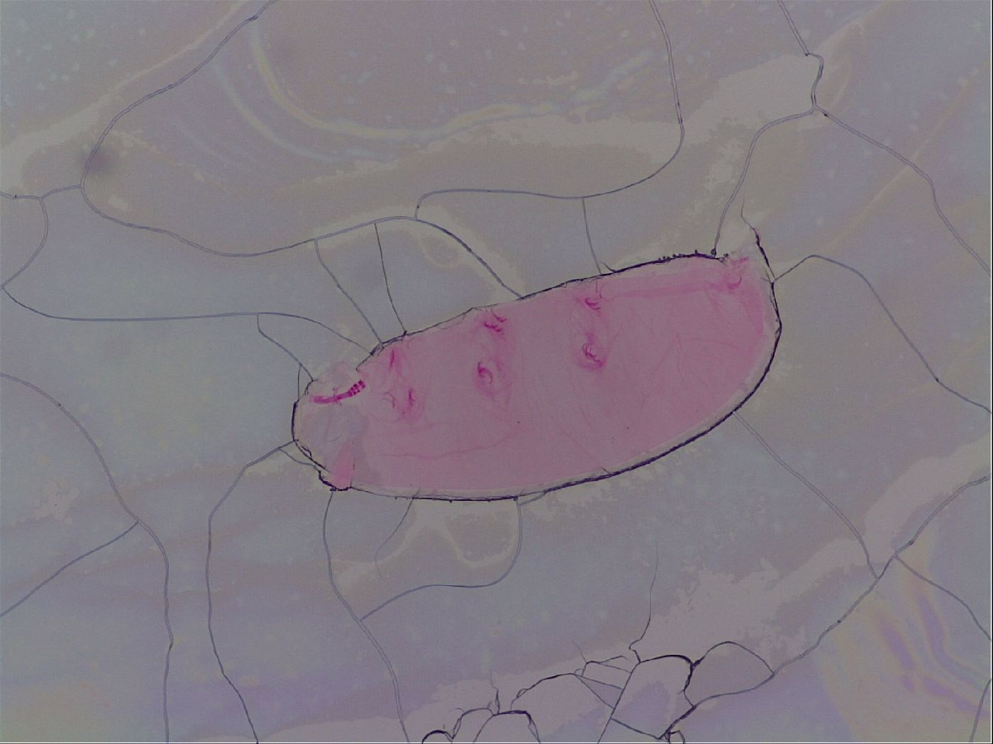 Haplomacrobiotus hermosillensis image