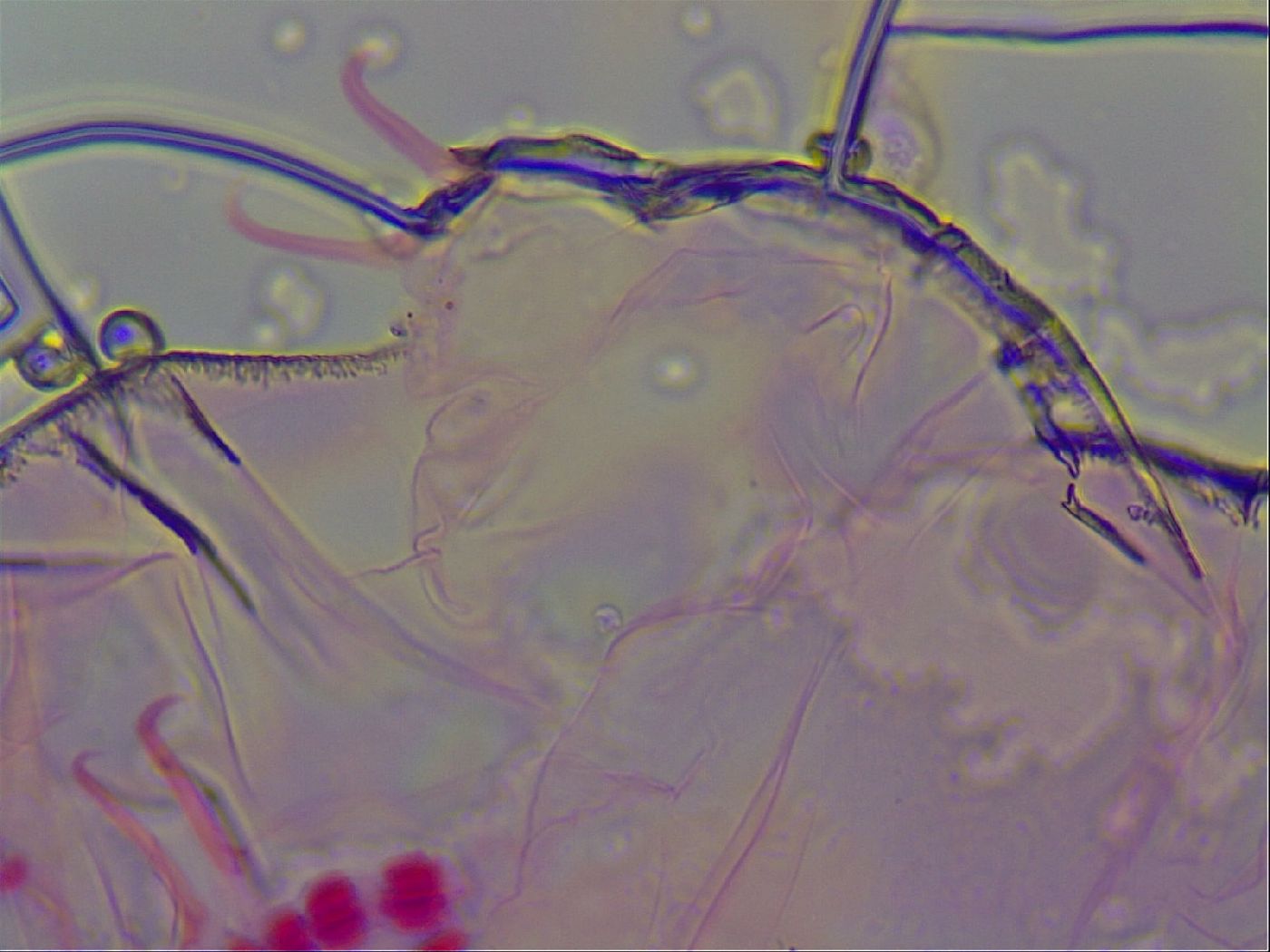 Haplomacrobiotus hermosillensis image