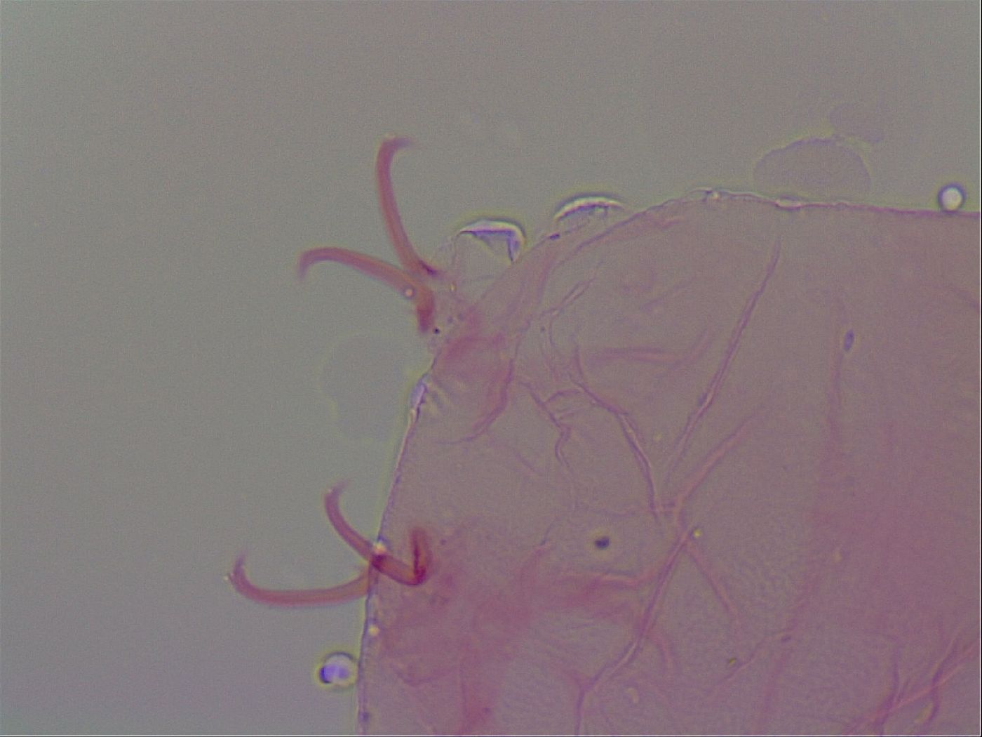Haplomacrobiotus image
