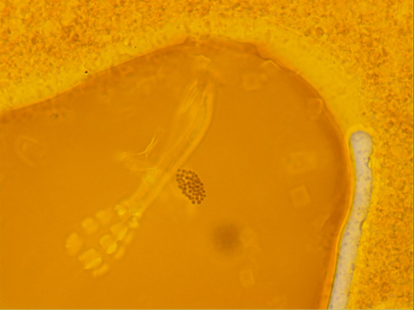 Haplomacrobiotus hermosillensis image