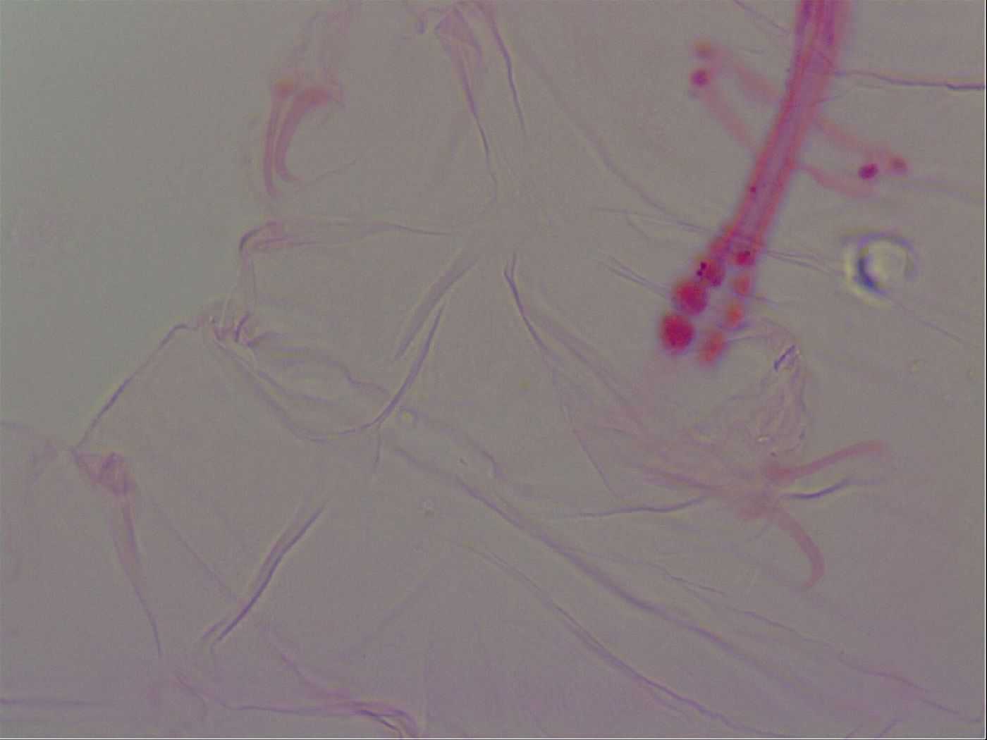 Haplomacrobiotus hermosillensis image