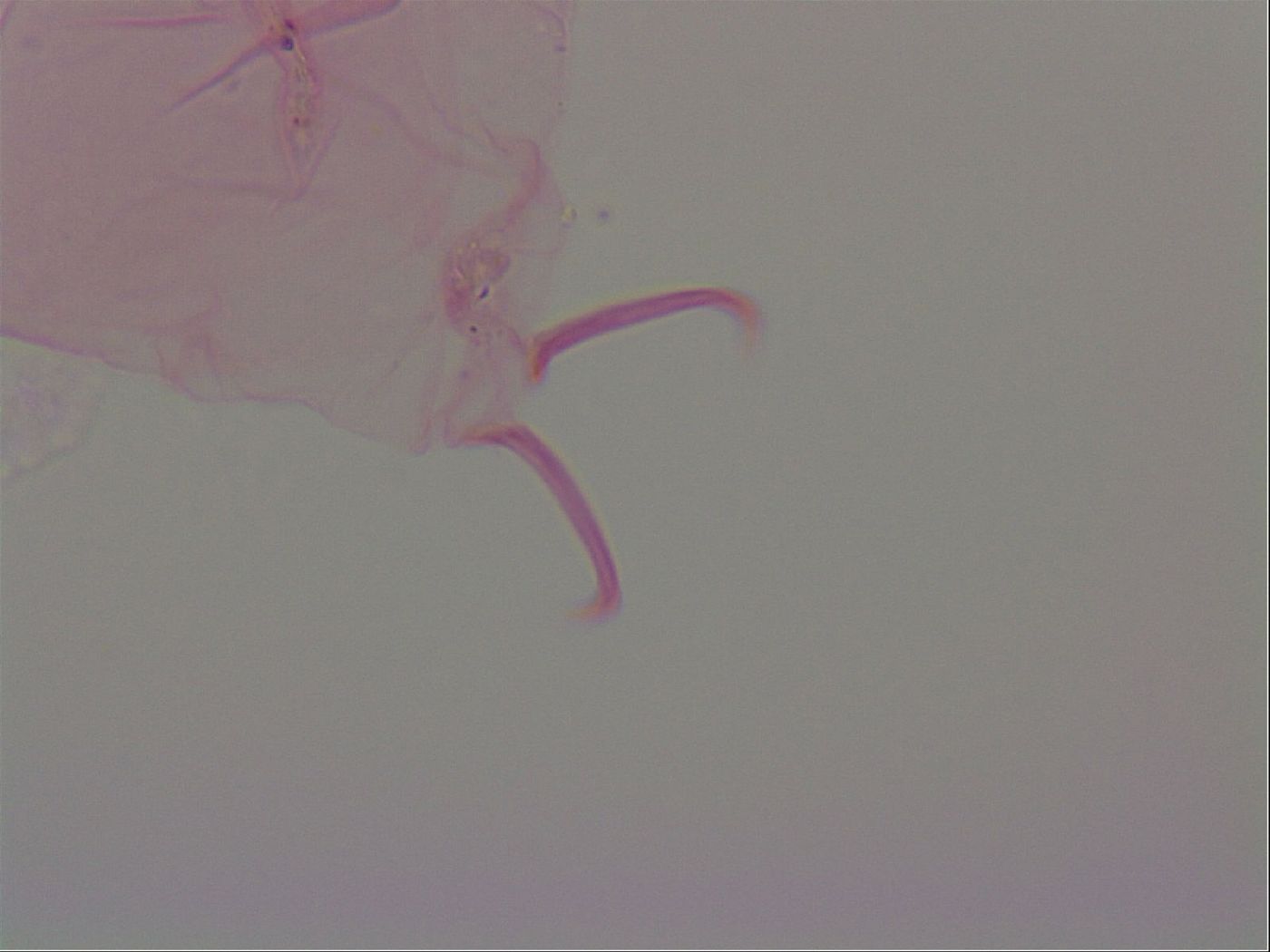 Haplomacrobiotus hermosillensis image