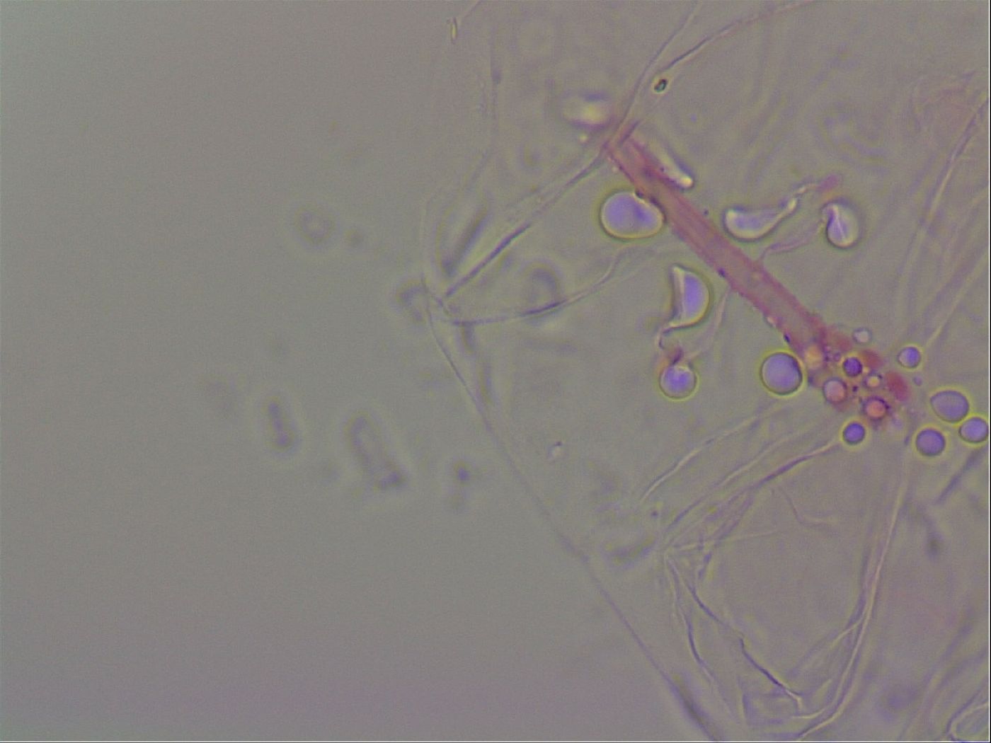 Haplomacrobiotus hermosillensis image