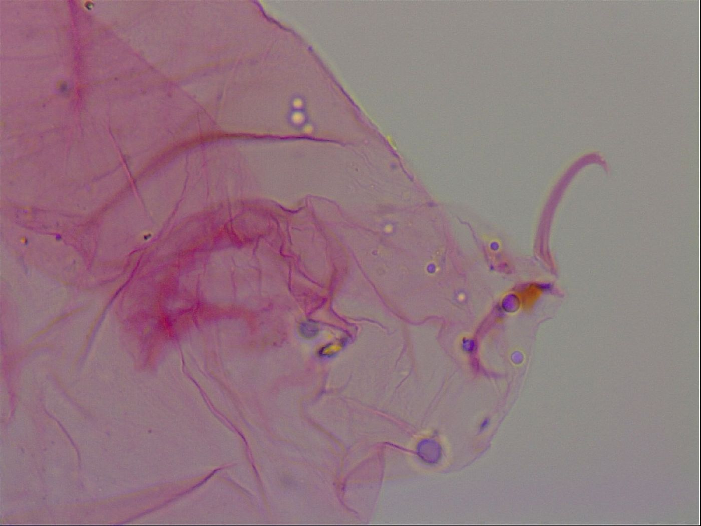 Haplomacrobiotus image