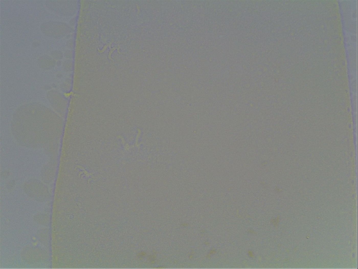 Hexapodibius image
