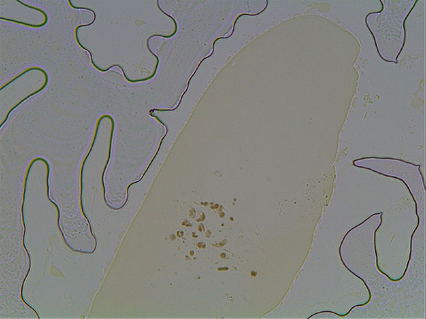 Hexapodibius image