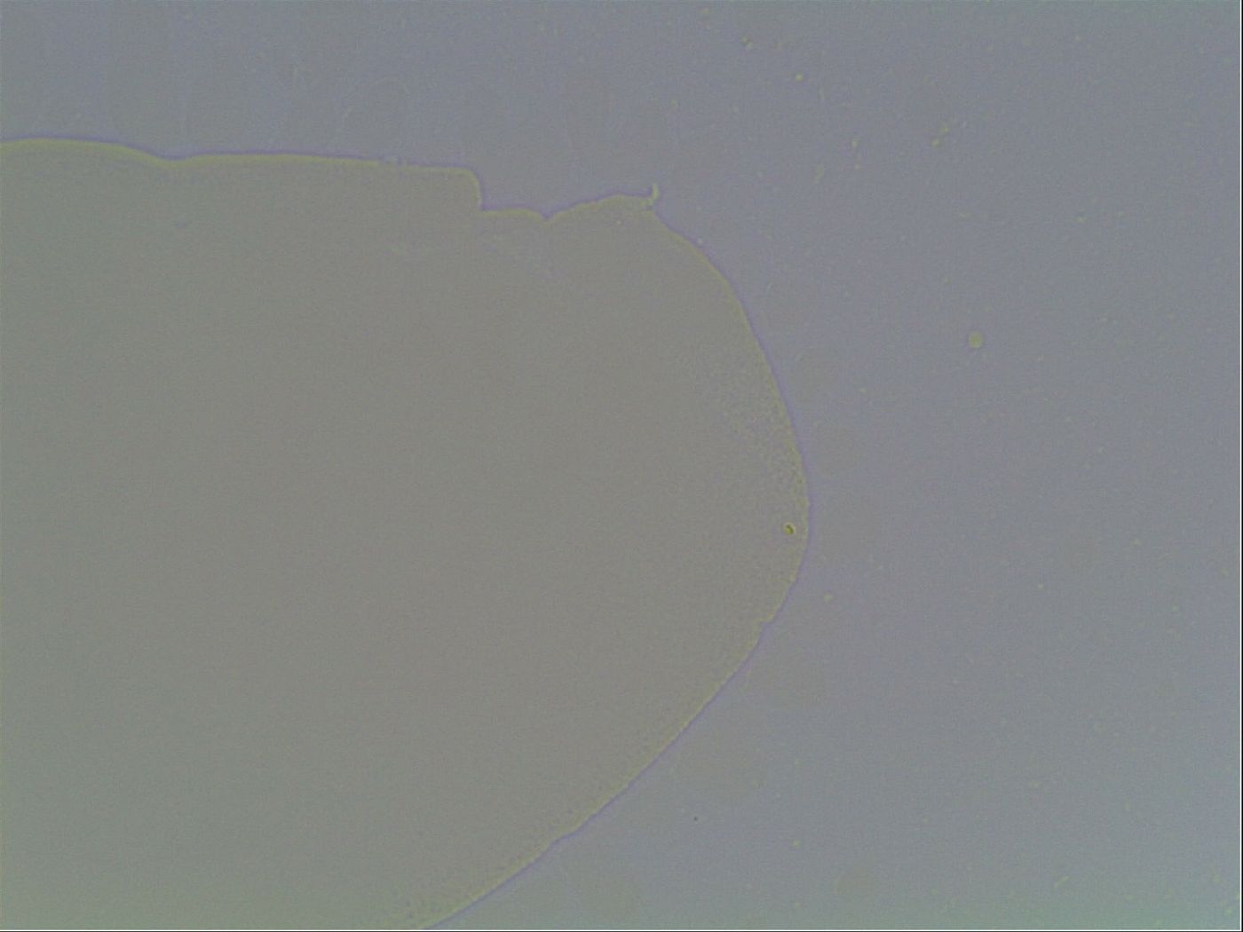 Hexapodibius image