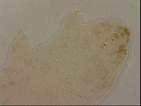 Ramazzottius oberhaeuseri image