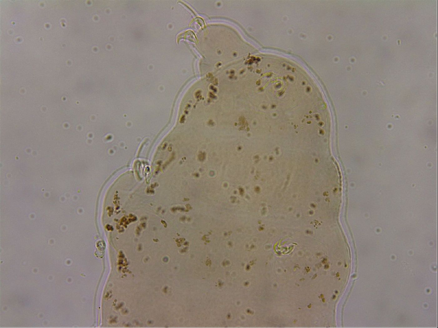 Ramazzottius oberhaeuseri image