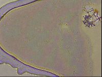 Ramazzottius oberhaeuseri image