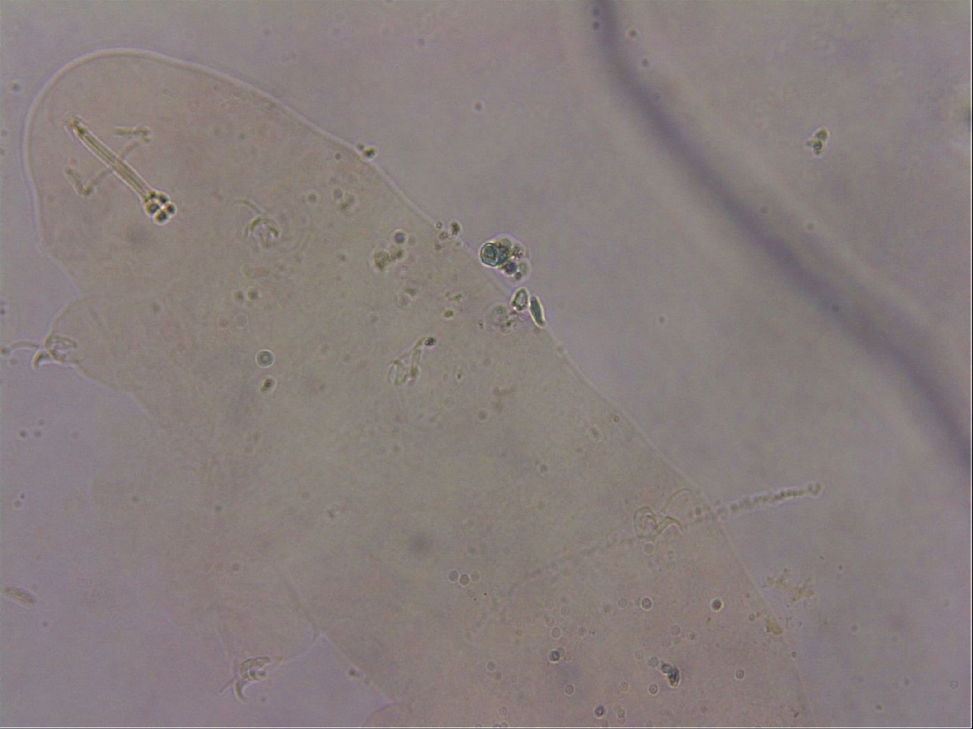 Ramazzottius oberhaeuseri image
