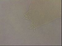 Ramazzottius oberhaeuseri image