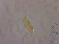 Ramazzottius oberhaeuseri image