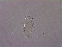 Ramazzottius oberhaeuseri image