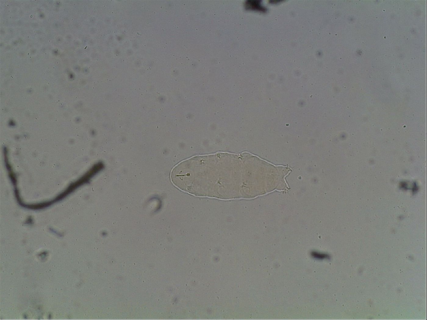 Ramazzottius oberhaeuseri image