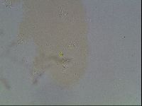 Ramazzottius oberhaeuseri image