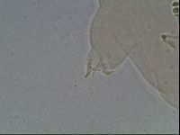 Ramazzottius oberhaeuseri image