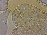 Ramazzottius oberhaeuseri image