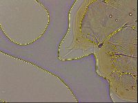 Ramazzottius oberhaeuseri image