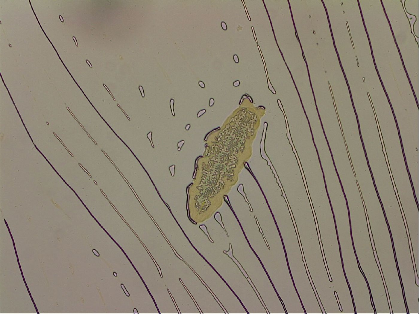 Ramazzottius oberhaeuseri image