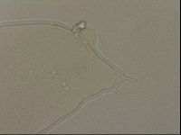 Ramazzottius oberhaeuseri image