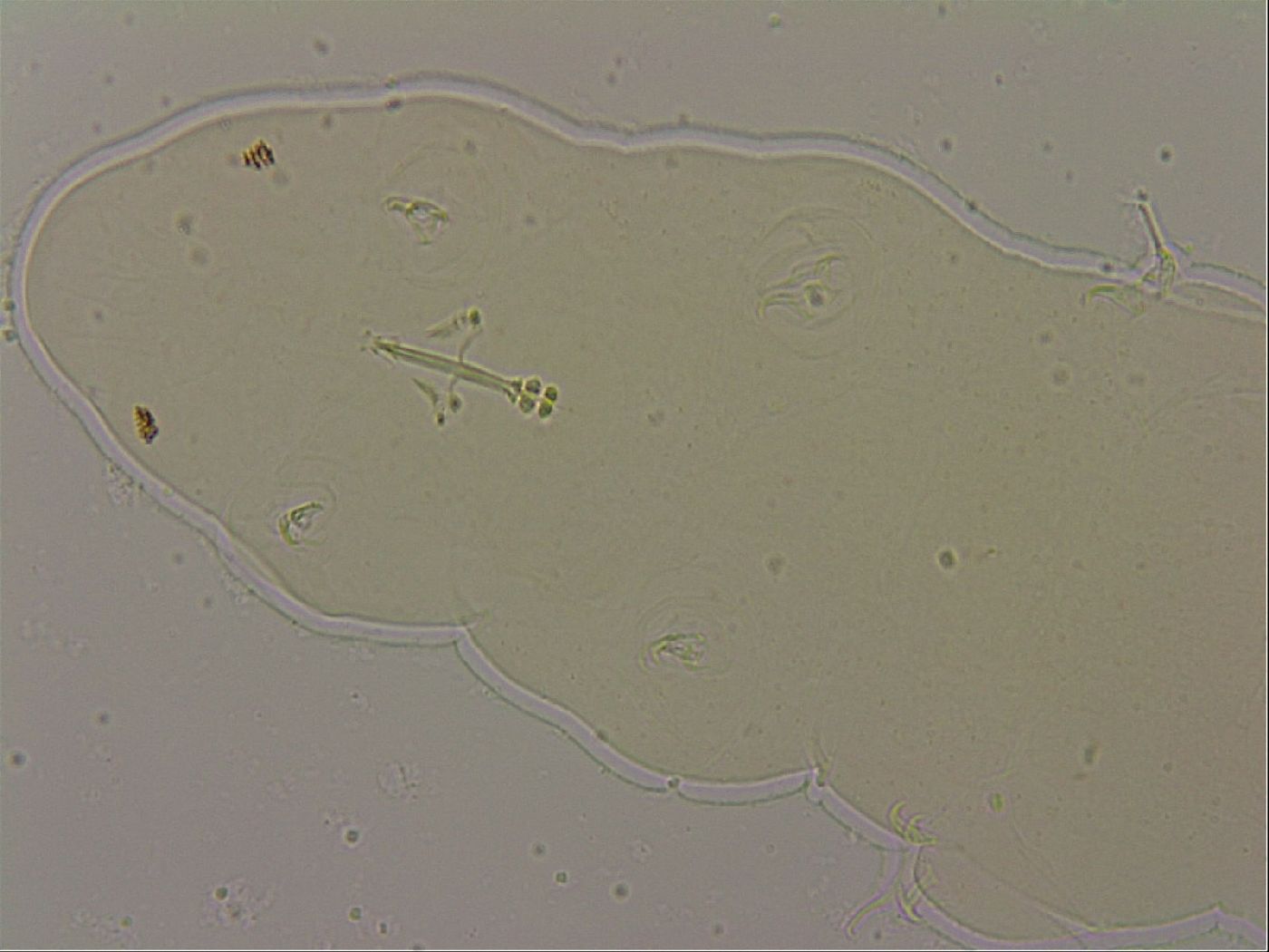 Ramazzottius oberhaeuseri image