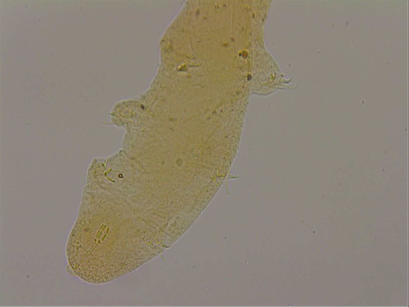 Hypsibius dujardini image