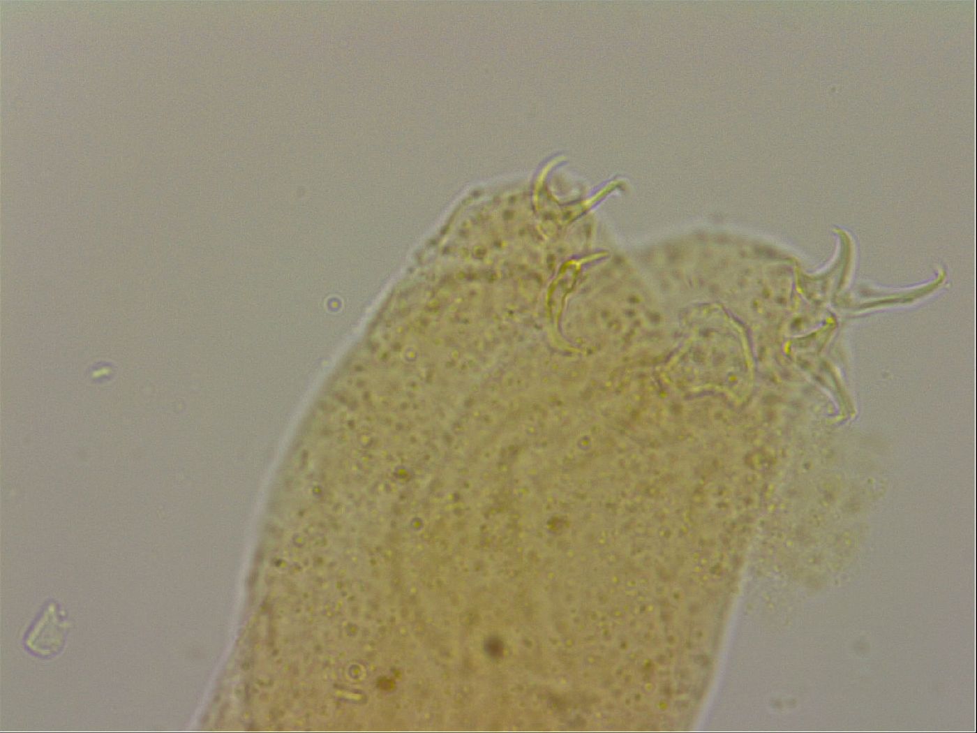 Hypsibius dujardini image