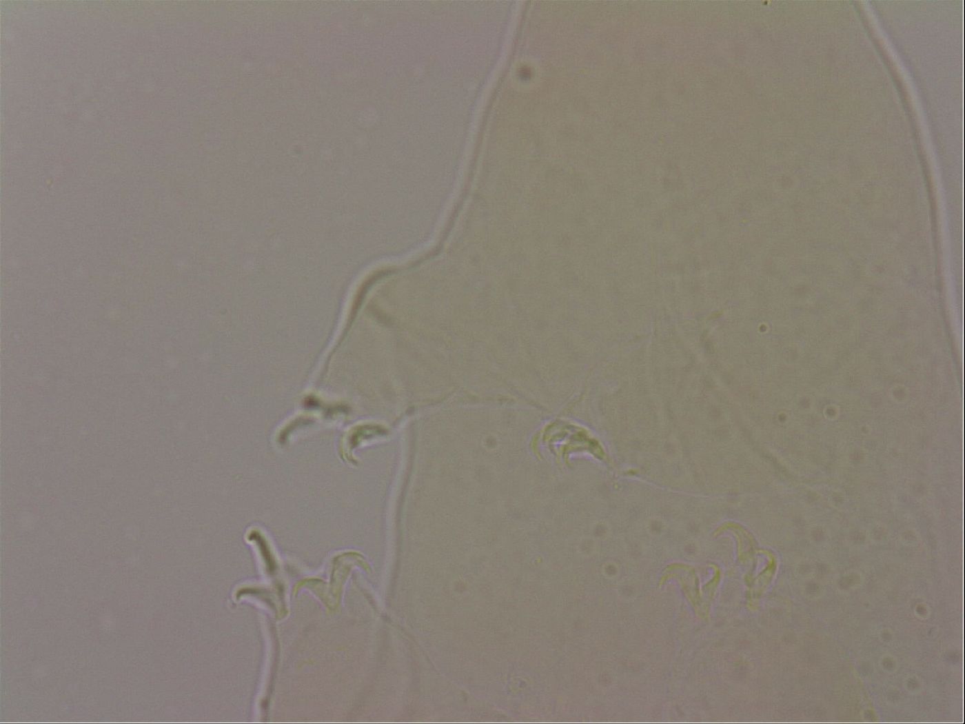 Hypsibius dujardini image
