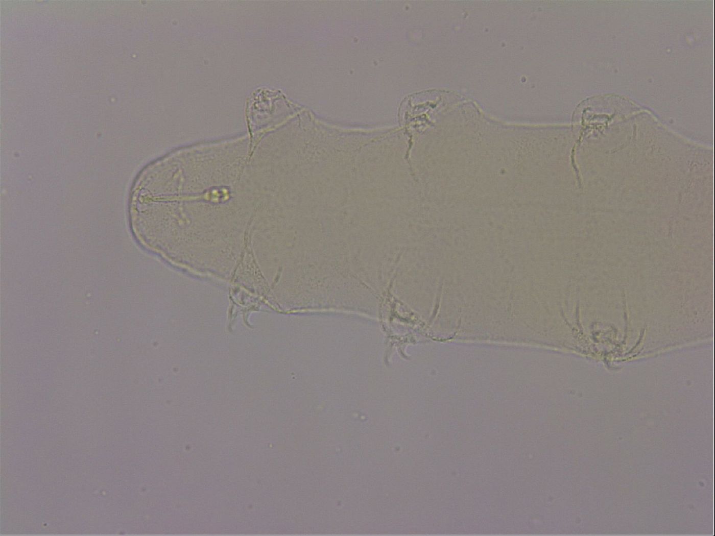 Hypsibius dujardini image