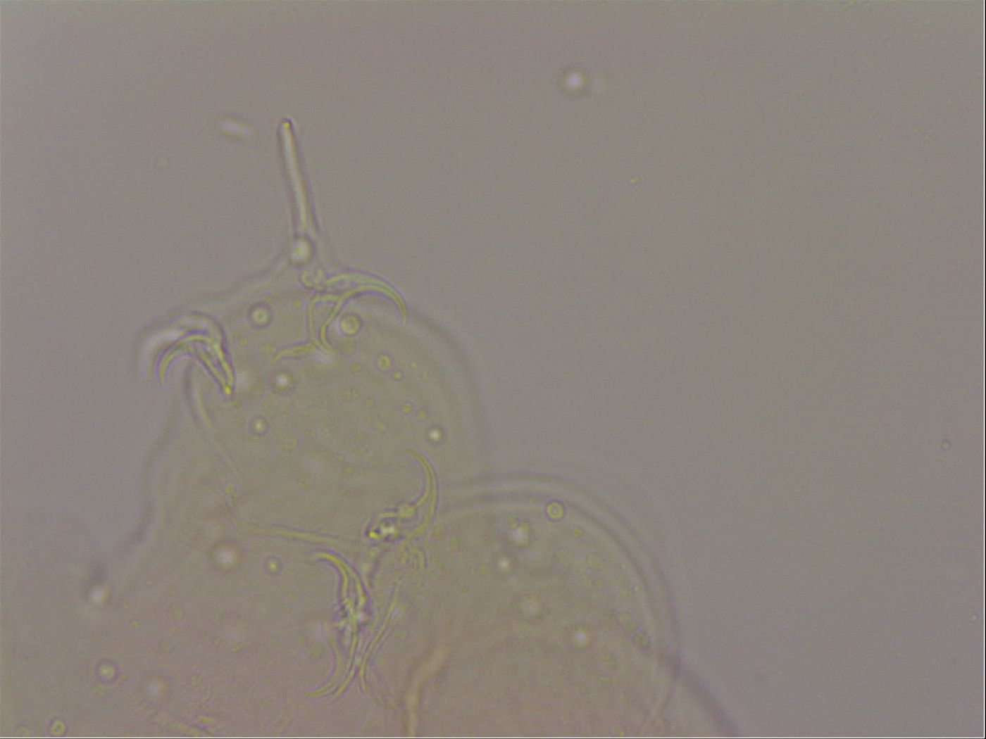 Hypsibius dujardini image