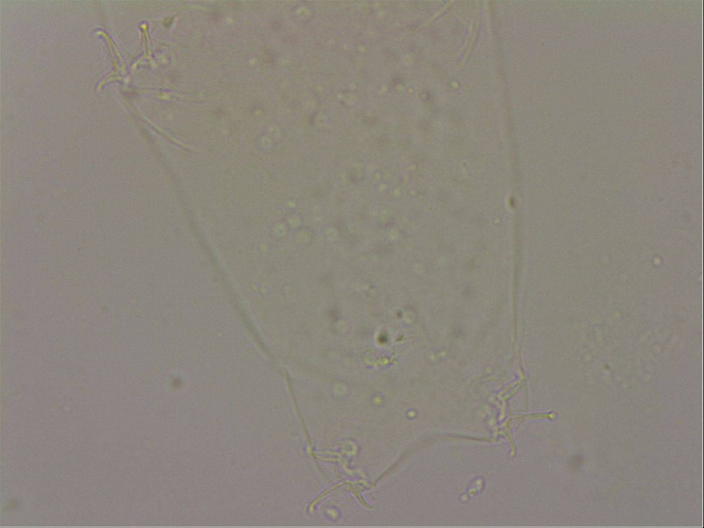 Hypsibius dujardini image