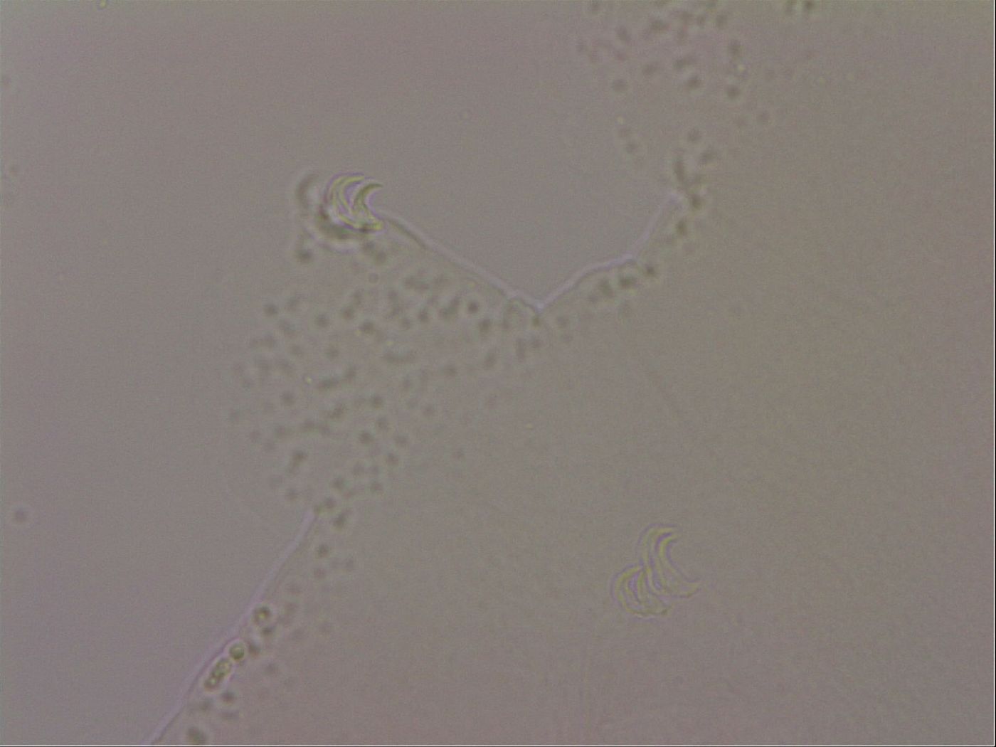Hypsibius dujardini image