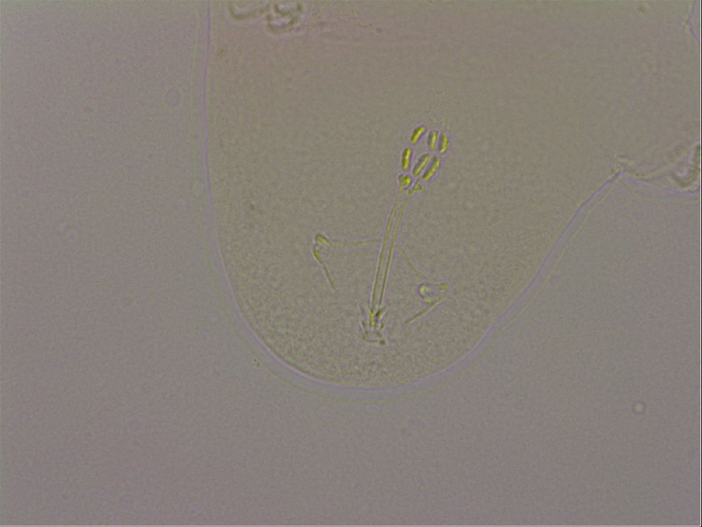 Hypsibius dujardini image