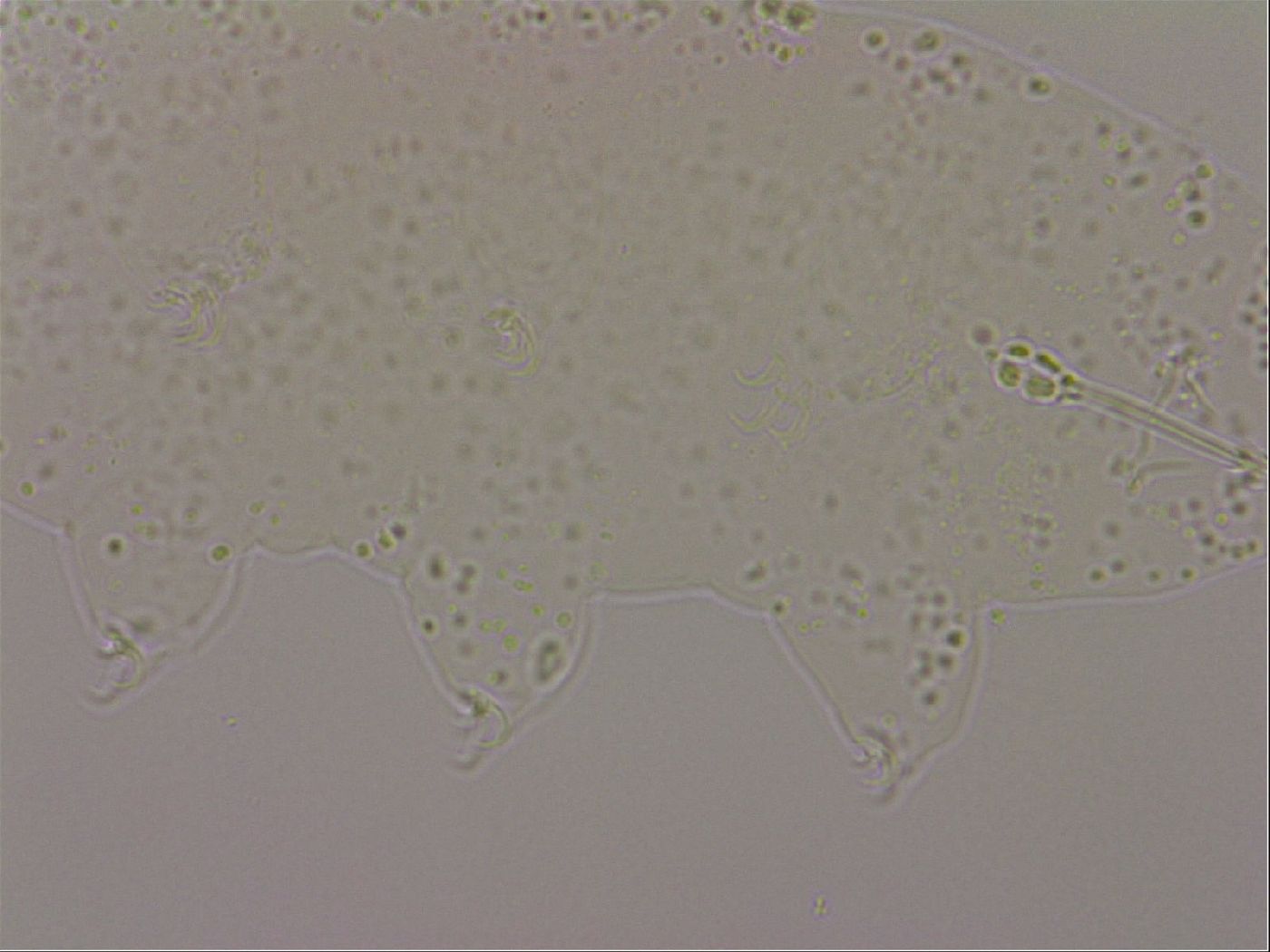 Hypsibius dujardini image