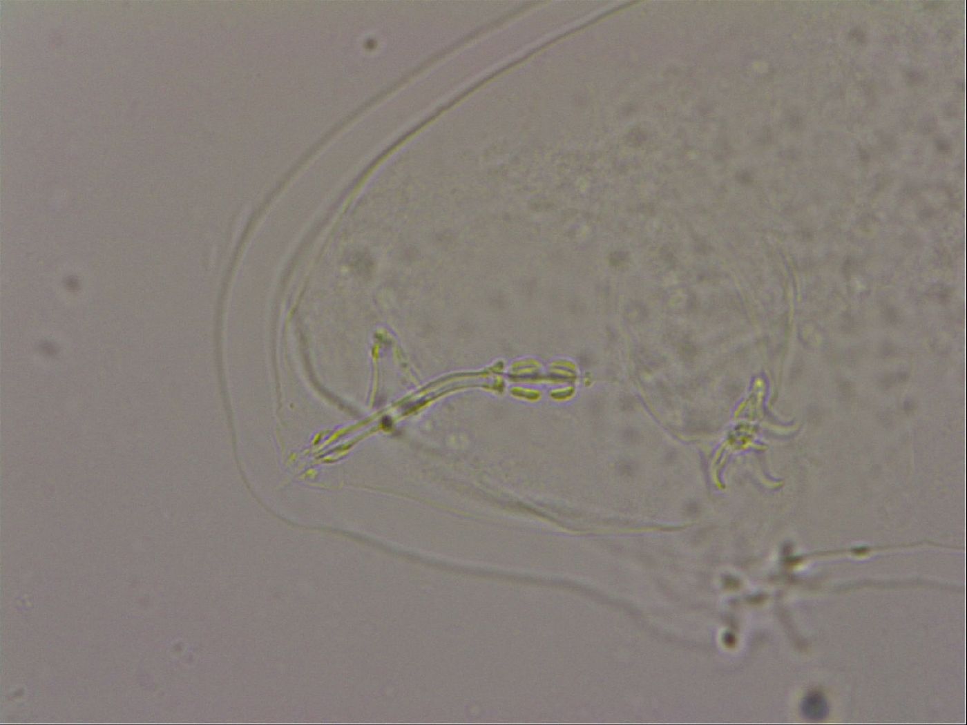 Hypsibius dujardini image