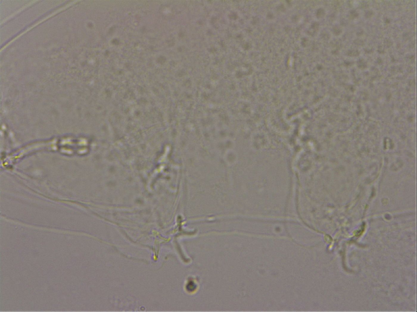 Hypsibius dujardini image