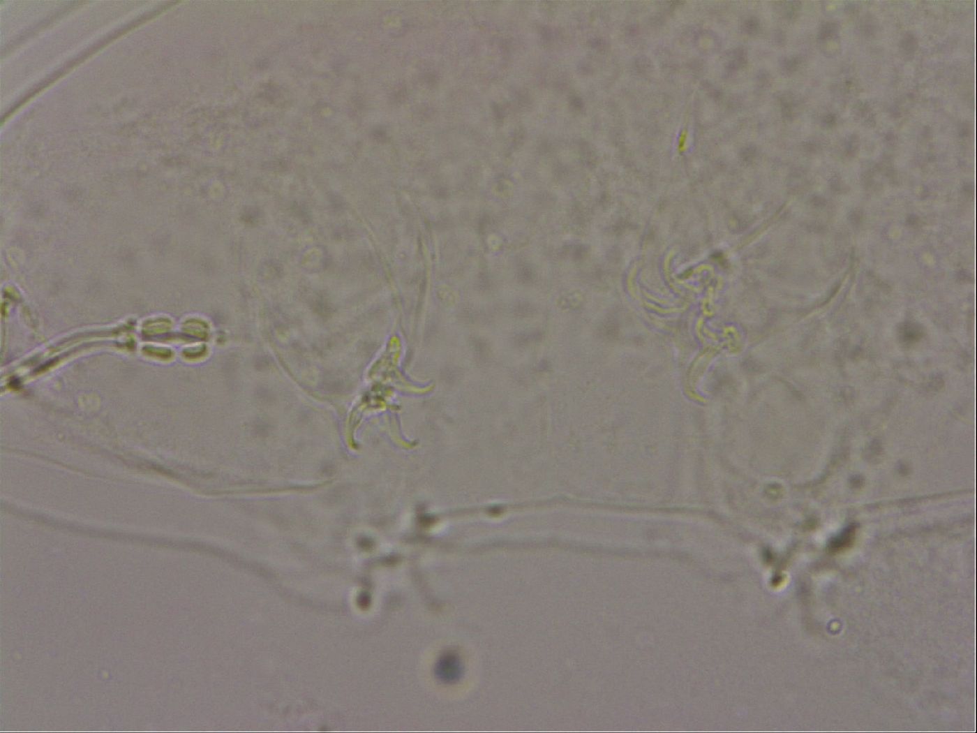 Hypsibius dujardini image
