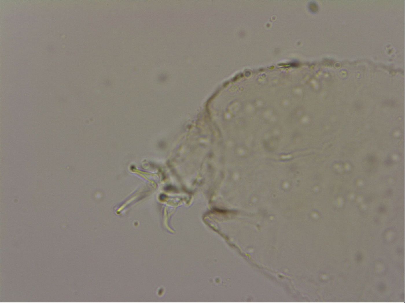 Hypsibius dujardini image
