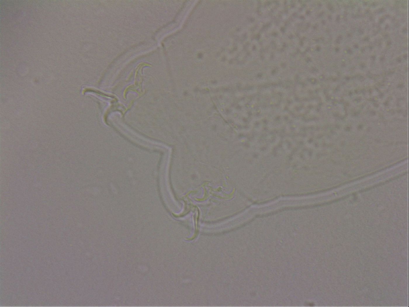Hypsibius dujardini image