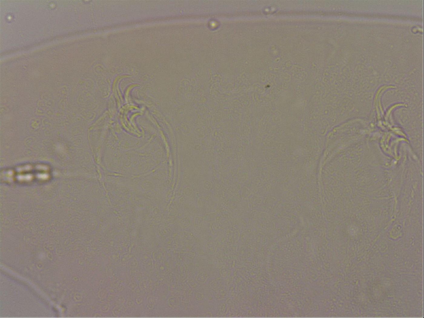 Hypsibius dujardini image