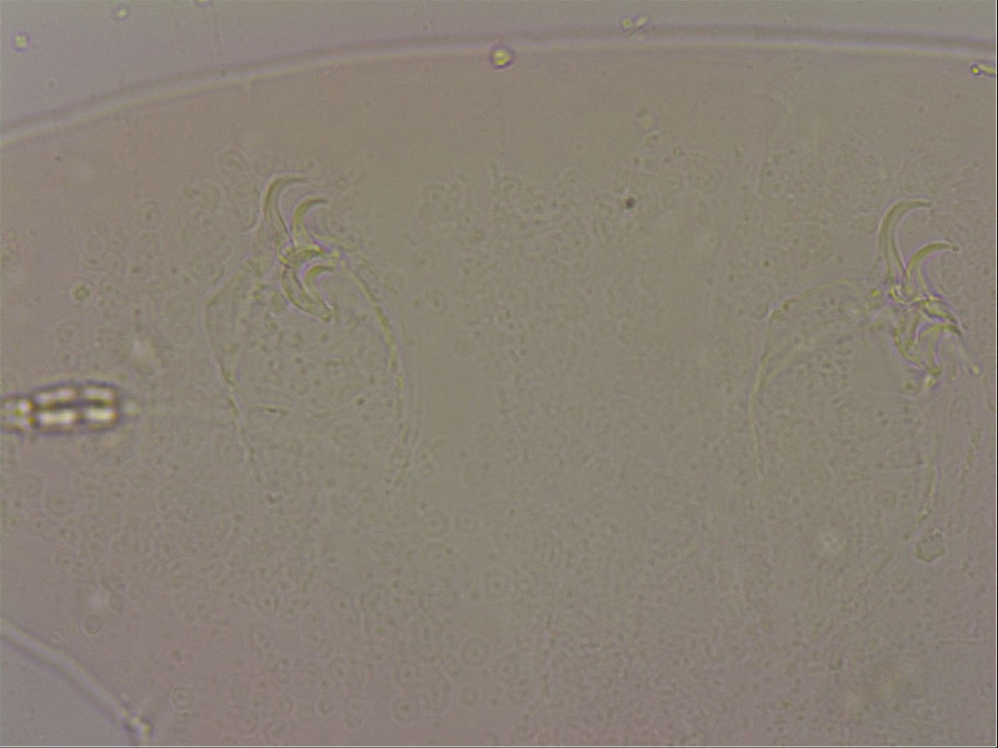 Hypsibius dujardini image