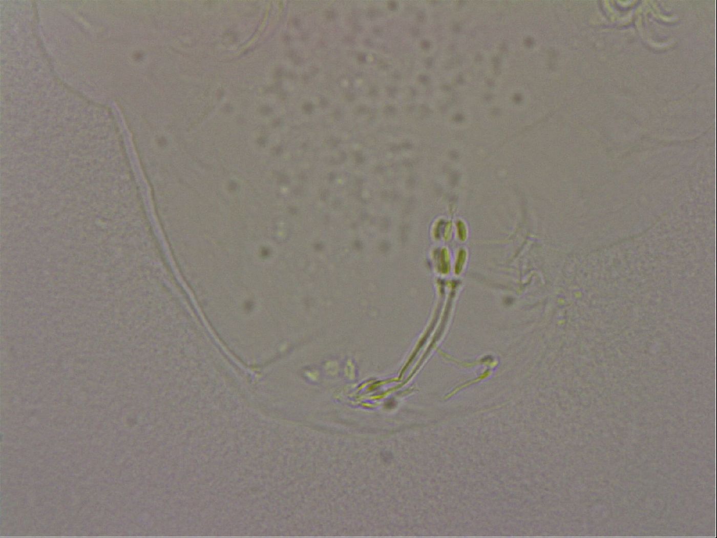 Hypsibius dujardini image
