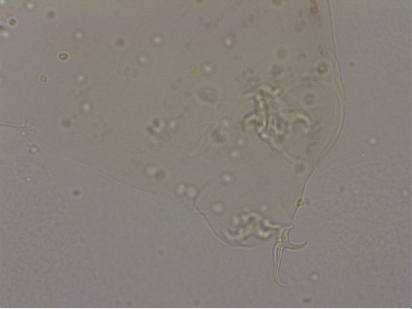 Hypsibius dujardini image