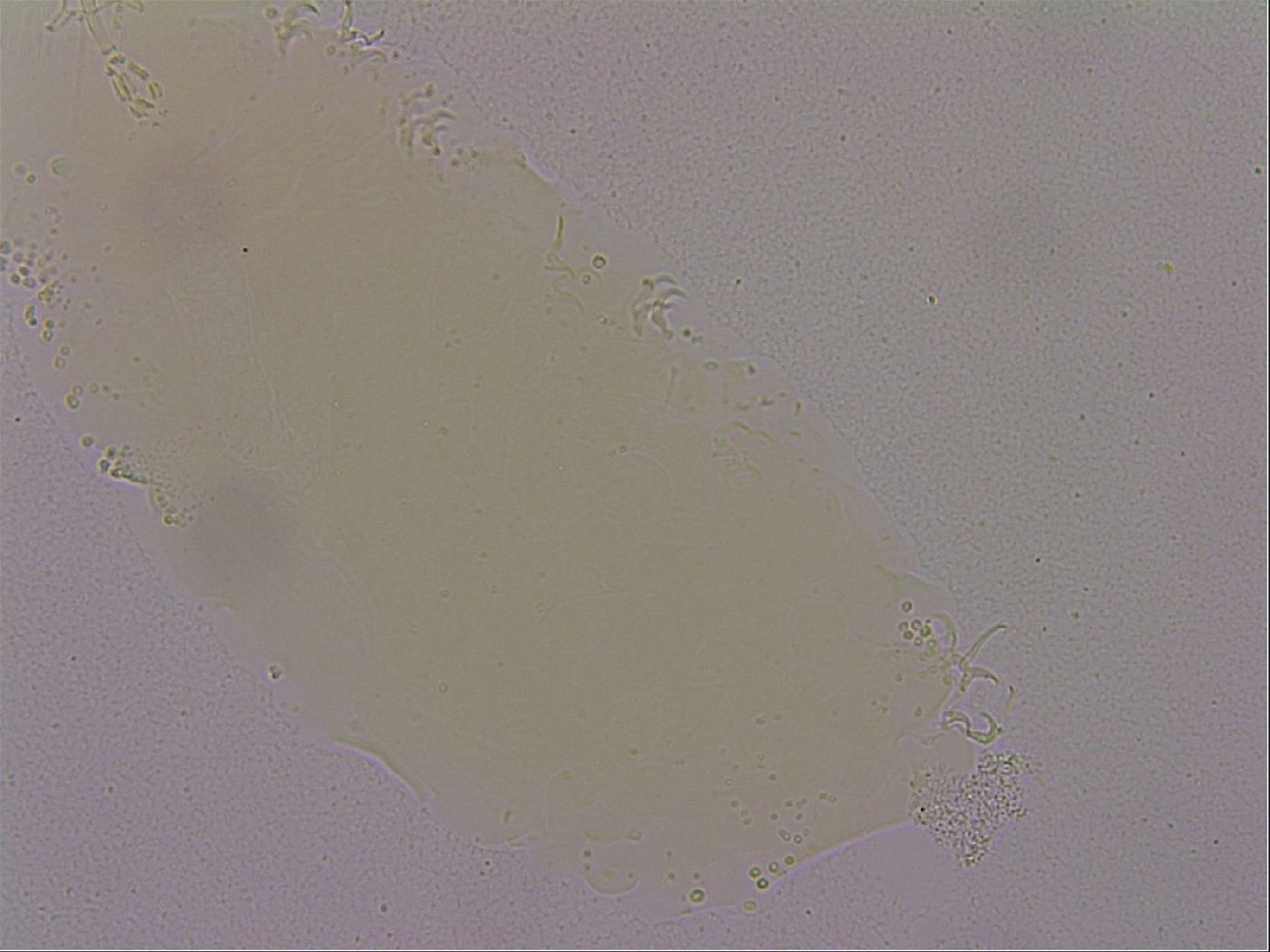 Hypsibius dujardini image