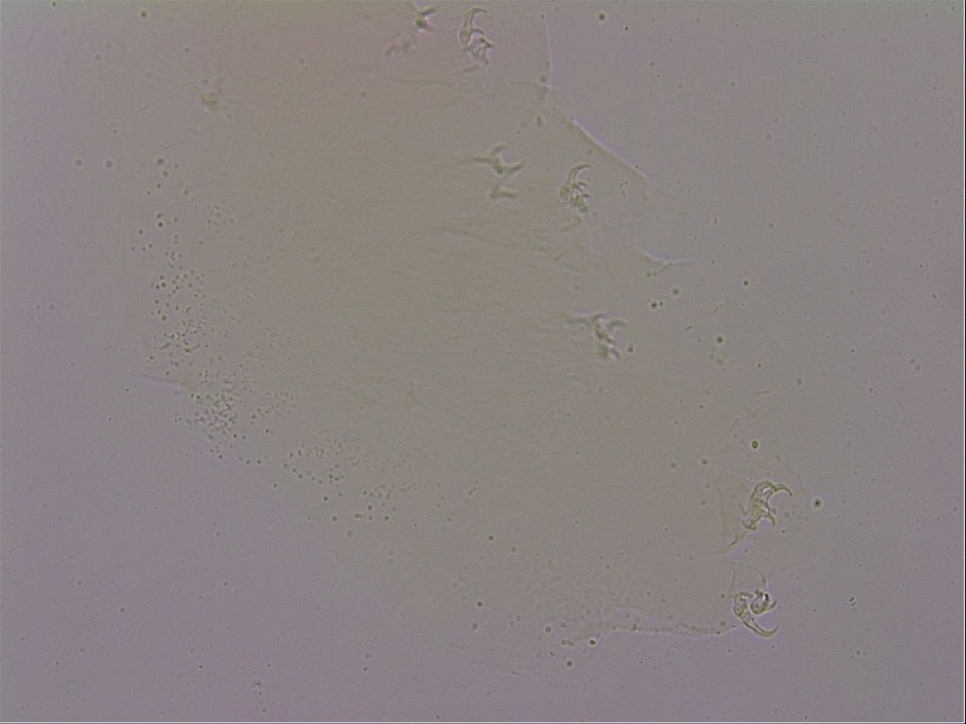 Hypsibius dujardini image