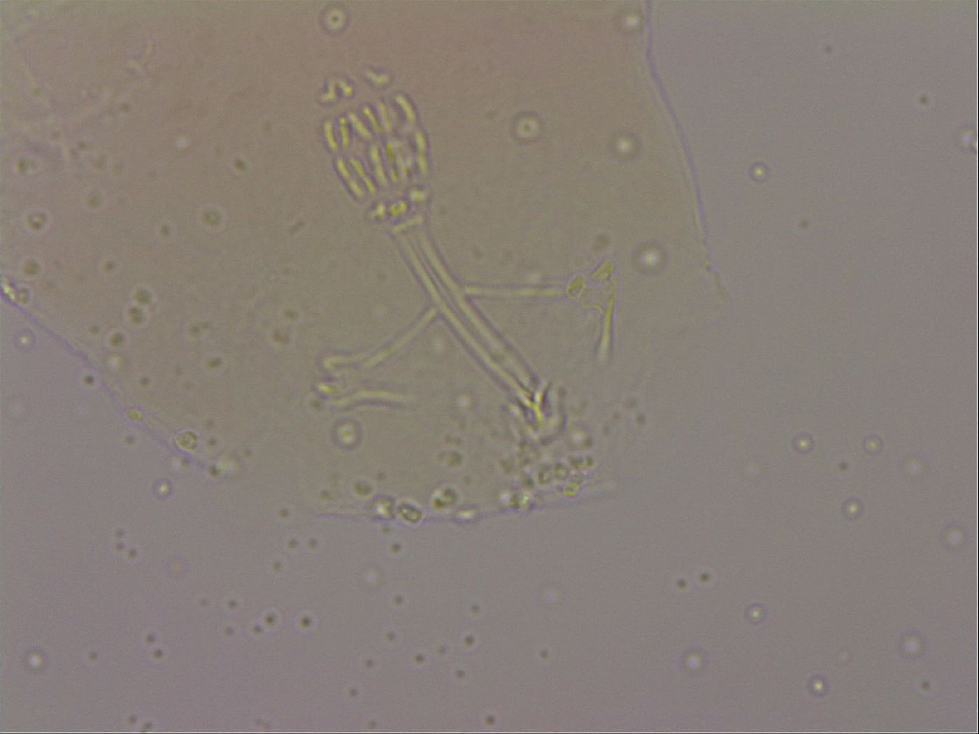 Hypsibius dujardini image